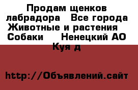 Продам щенков лабрадора - Все города Животные и растения » Собаки   . Ненецкий АО,Куя д.